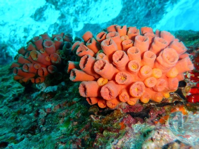 familia de polipos coral del caribe